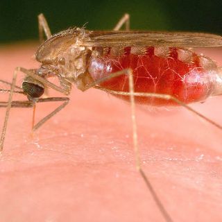 Malaria comparte variaciones genéticas globales