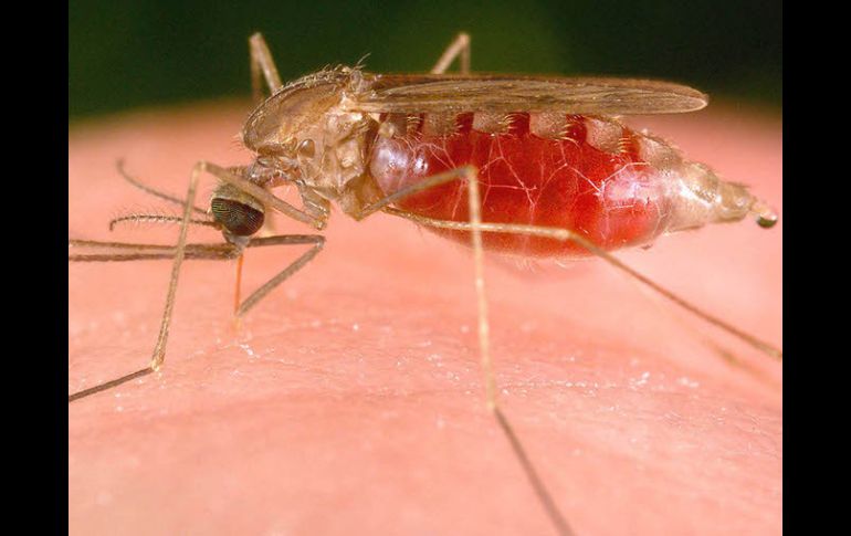 El mosquito anopheles suele ser el vehículo transmisor del paludismo. ESPECIAL  /
