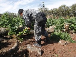 Durante el mes de agosto de 2012 Fueron localizados 351 plantíos de mariguana en la Entidad. ARCHIVO  /