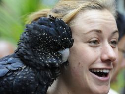 La cacatúa (parecida a la de la imagen) insulta a los vecinos por hasta 15 minutos sin parar. EFE  /