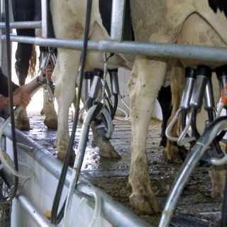 Crisis de maíz forrajero afecta mercado de la leche