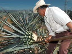 Ramón González defiende transformación de tequileras para bien. ARCHIVO  /