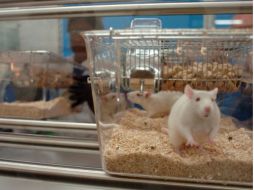 Los experimentos fueron realizados en ratas de laboratorio. ESPECIAL  /