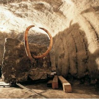 Hallan en Rusia células de mamut en buen estado