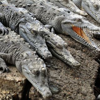 Amenaza de cocodrilos obliga a Timor a crear una fuerza especial