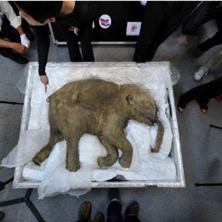 Continúan estudios en células de mamut encontradas