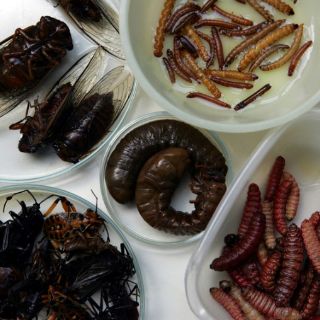 Mamíferos e insectos comparten vínculo evolucionario