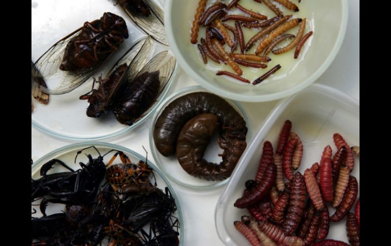 Los insectos comparten con los mamíferos un eslabón evolucionario en la forma que controlan la temperatura del cuerpo. ARCHIVO  /