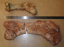 El diprotodonte era un marsupial gigante del tamaño de un rinoceronte. EFE  /