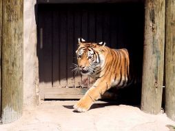 El tigre de bengala  ''Albert'' ya disfruta de su nuevo hogar en el Zoológico Guadalajara.  /