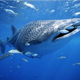 Científicos evalúan manejo sustentable del tiburón-ballena en BCS