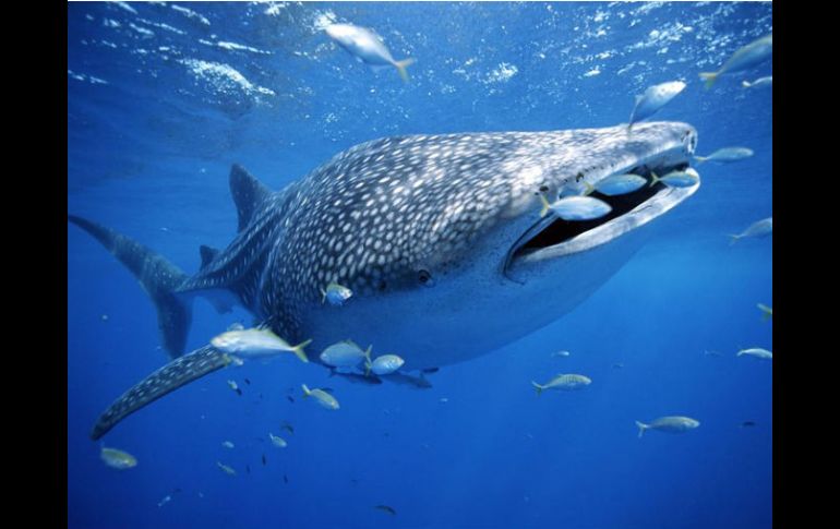 La intención es que se realice una actividad de turismo ordenada. ESPECIAL  /