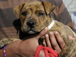 Los perros se evalúan dependiendo de si son amigables, juguetones, su nivel de energía, motivación y empuje. ARCHIVO  /