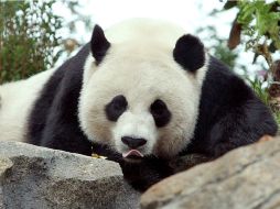 El osezno pesa uno 115 gramos en tanto que la madre pesa 115 kilogramos. AFP  /