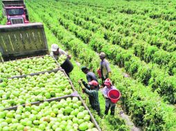 El acuerdo. El convenio establece que se debe vender la caja de 25 libras de tomate ente cinco y 5.80 dólares como precio mínimo. AP  /