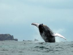 El viaje migratorio de la ballena jorobada se considera el más largo emprendido por un mamífero. ARCHIVO  /