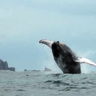 Ballenas jorobadas en el Pacífico colombiano