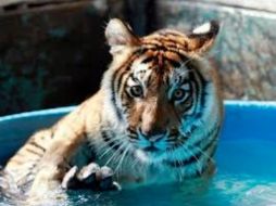 El tigre Albert, en el Zoológico Guadalajara.  /