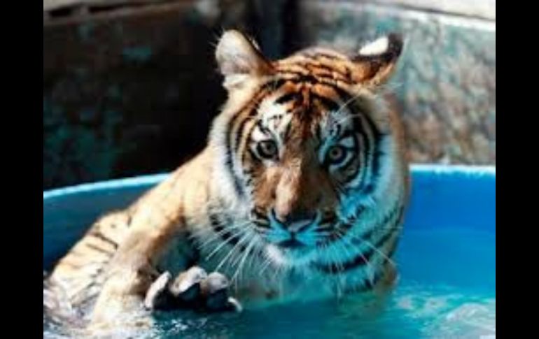 El tigre Albert, en el Zoológico Guadalajara.  /