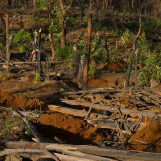 Denuncian taladores ilegales y armados cerca de Manantlán