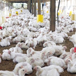 Diversificarán producción de huevo