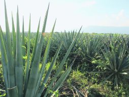Muestran belleza productiva.- El viaje de los tequileros también incluye la promoción del el paisaje agavero.  /
