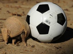 La mascota del próximo Mundial de Brasil 2014 es un armadillo de tres bandas. AFP  /