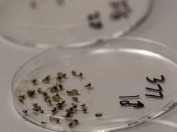 Los casos del Virus del Nilo detectados en EU fueron principalmente en Texas. ARCHIVO  /