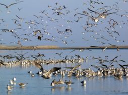 Ciudadanía belga se encuentra consciente de la importancia de conservar la naturaleza y los ecosistemas. ARCHIVO  /