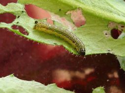Plagas que afectan a las plantas biotecnológicas. ESPECIAL ID  /
