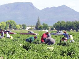 Reacomodo. El agro es de los sectores más desatendidos por la banca tradicional y ahí van volteado los nuevos participantes. NOTIMEX  /