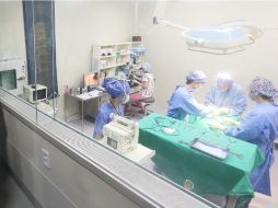 Operación de implante de huevos fertilizados clonados en un perro sustituto en Seúl. EFE  /