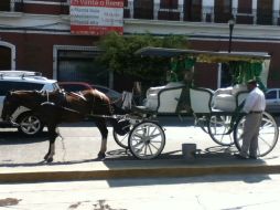 Dueño de calandria espera turno para que su caballo sea vacunado.  /