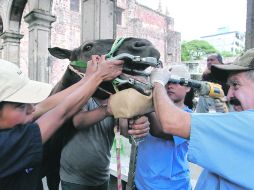 Los caballos recibirán atención de los especialistas y de los veterinarios de la UdeG, para atenderlos de lesiones y enfermedades.  /