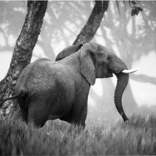 El marfil ilegal africano termina como piezas religiosas en Filipinas