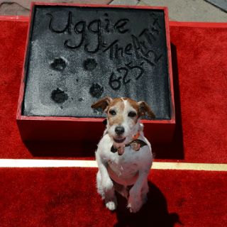 Uggie escribe sus memorias
