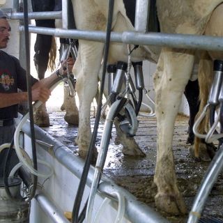 Ganaderos estiman alza de leche en próximos seis meses