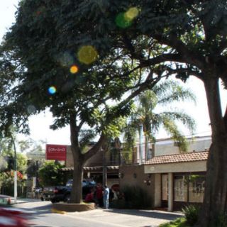 Controlan el muérdago en colonia Chapalita