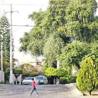 Controlan el muérdago en la Colonia Chapalita