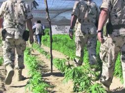 Autoridades de Baja California han realizado operativos para detectar sembradíos durante las últimas semanas. EL UNIVERSAL  /