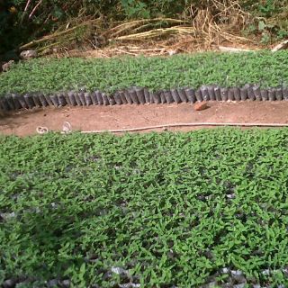 Militares aseguran dos fincas en El Llano