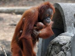 Se desconoce el sexo de la cría porque no les deja acercarse a ella. AFP  /