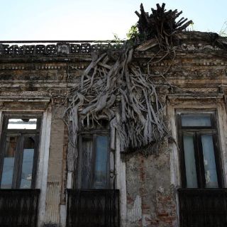 Árbol con raíces aferradas en tejado en Brasil sigue floreciendo