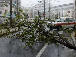 Un árbol caido a causa del tifón ''Jelawat''. AP  /