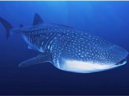 La investigación forma parte de una Convención internacional sobre especies migratorias. ESPECIAL  /