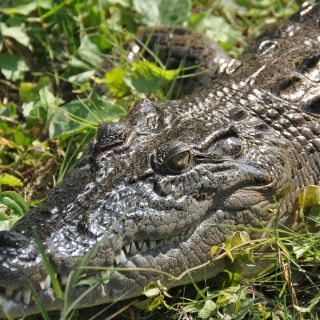 Facilitan investigadores identificación de género en reptiles