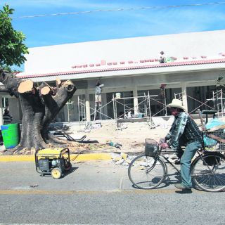 Pese a quejas de vecinos, talan árboles en Jardines Alcalde