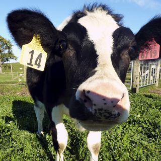Daisy, la vaca clonada que puede acabar con la alergia