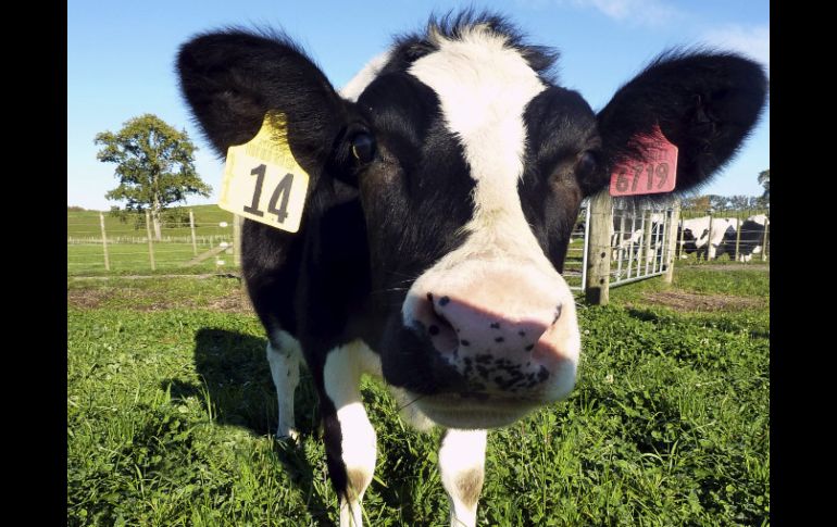 Daisy nació sin cola lo que ha provocado diferentes reacciones. EFE  /