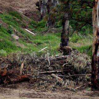 Retiran 172 eucaliptos en zona de El Bajío